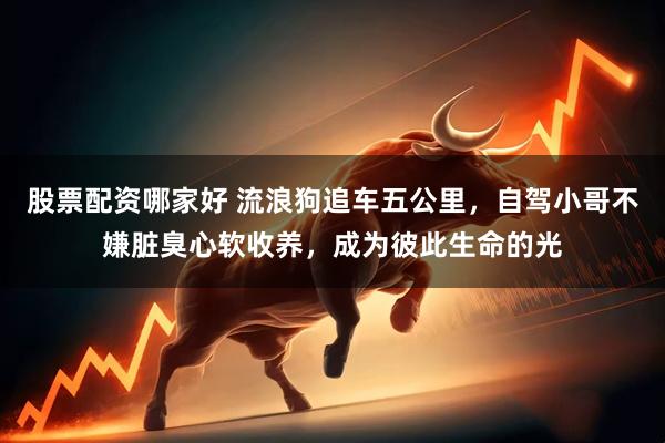 股票配资哪家好 流浪狗追车五公里，自驾小哥不嫌脏臭心软收养，成为彼此生命的光