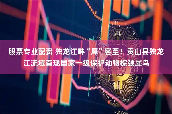 股票专业配资 独龙江畔“犀”客至！贡山县独龙江流域首现国家一级保护动物棕颈犀鸟